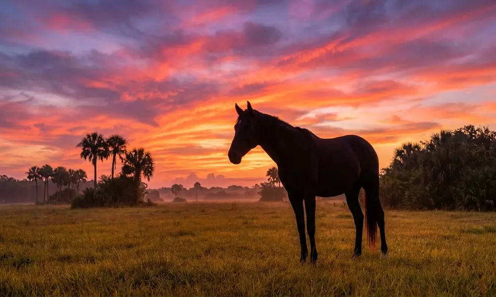 Horseback Riding & Swimming with Horses at In The Breeze Ranch