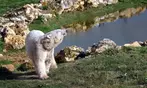 Découvrez Lumigny Safari Réserve et Terre de Singes