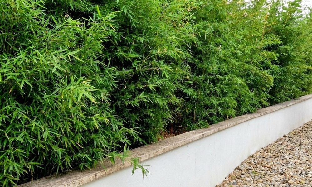 Lot de 3 ou 6 bambous "Fargesia rufa" non traçants