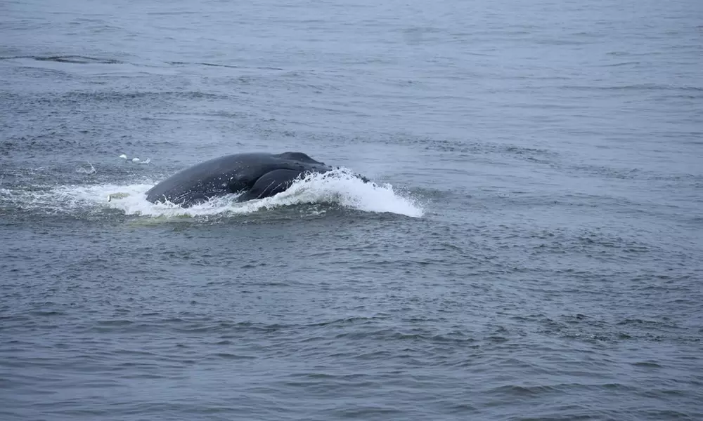 Deep Sea Fishing Adventure with Rod, Reel & Bait Included at Belmar