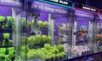 America's Largest Kawaii Claw Machine Arcade in San Antonio, TX