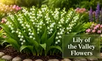 Perennial Lillies For Your Garden: Three Different Options to Gift