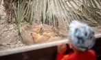 Découvrez Lumigny Safari Réserve et Terre de Singes
