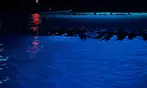 2-Hour Manta Ray Night Snorkel Adventure in Kona Waters