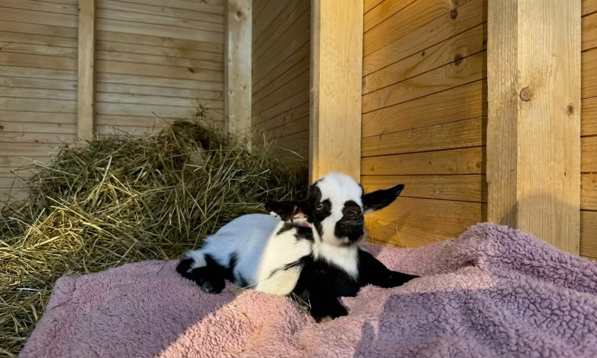 Bilety wstępu do Mini Zoo w Parku Gubałówka w Zakopanem