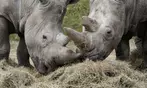 Wow safari thoiry : billet adulte ou enfant