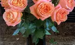 Rose Farmers All-In-One Deal: Farmer's Choice Roses with Vase & Shipping Included Up to 48% Off