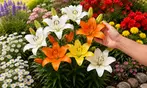 Perennial Lillies For Your Garden: Three Different Options to Gift