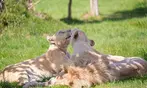 Découvrez Lumigny Safari Réserve et Terre de Singes