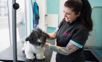 Toilettage pour petits, moyens ou grands chien
