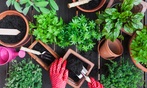 Growing food in small gardens course with practical tips