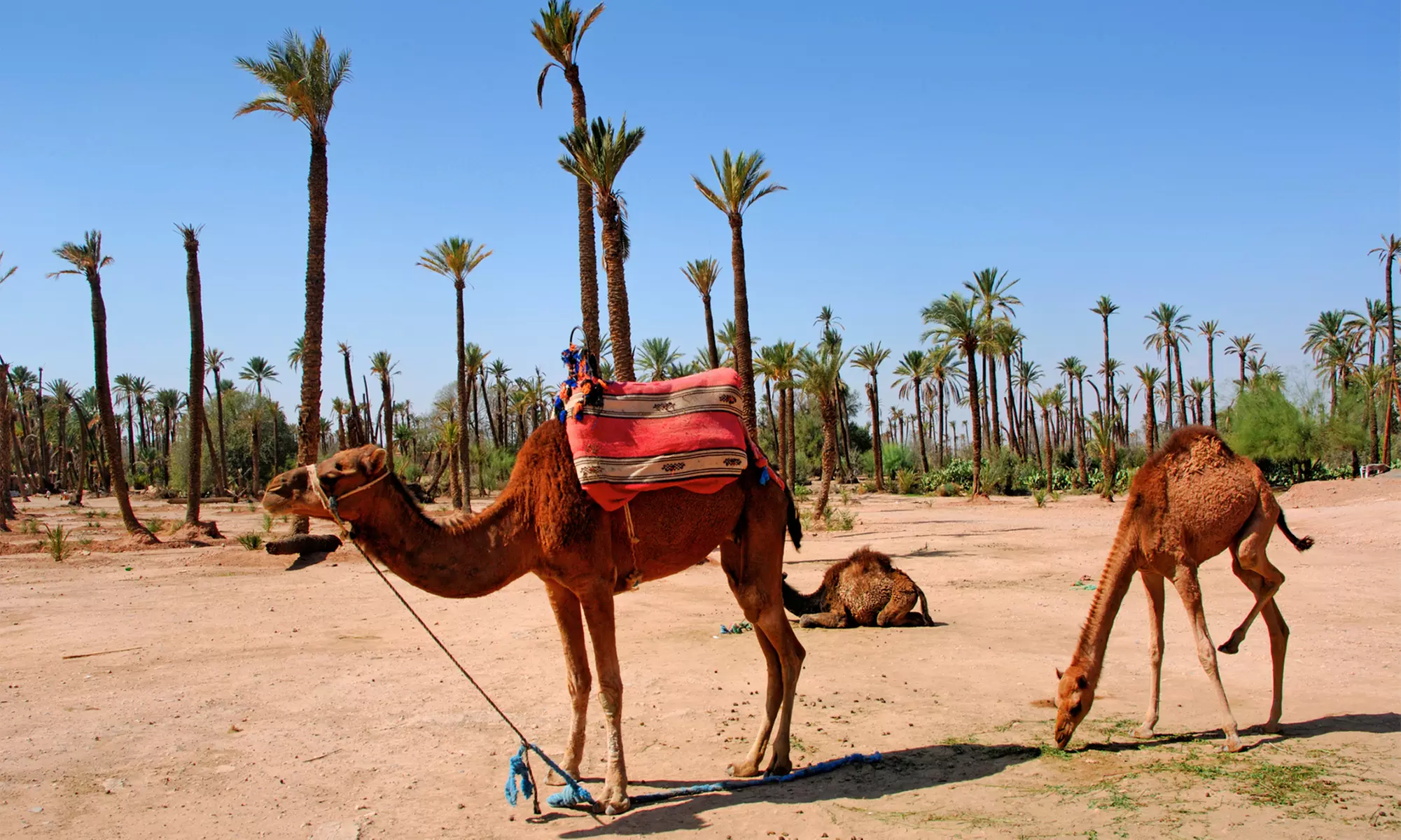 ✈ 9-Day Tour of Morocco w/ Hotels & Air from TripToGo