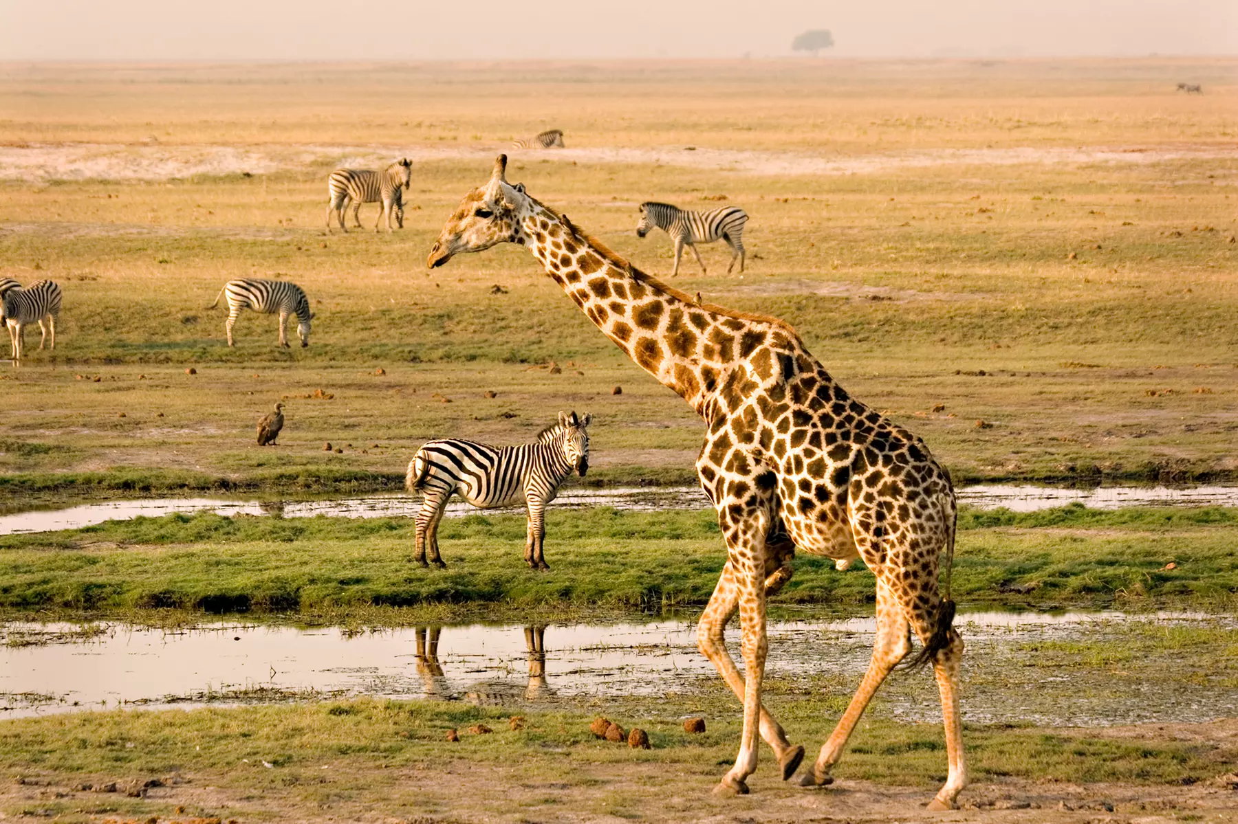 Admission to Idaho Falls Zoo – See Lions, Penguins & More