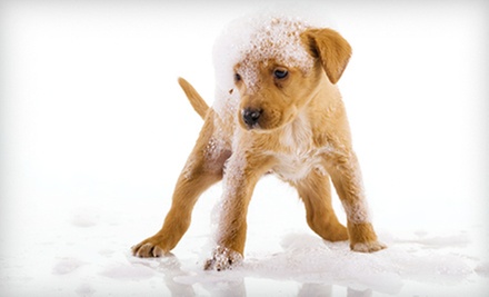 $10 for a Self-Wash For Your Dog at Amore Petcare $10 for a Self-Wash For Your Dog at Amore Petcare