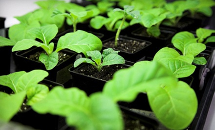 $15 for Intro or Advanced Indoor-Gardening Class and Organic Seeds at Root 66 Aquaponics Garden Shop $15 for Intro or Advanced Indoor-Gardening Class and Organic Seeds at Root 66 Aquaponics Garden Shop