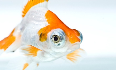 $10 for $20 Worth of Live Fresh Water Fish or Reptiles at Gills And Thrills Pet Shop