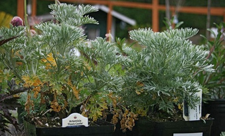 $15 for $30 Worth of Plant Materials at Covington Creek Nursery