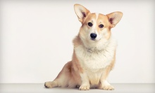$15 for $20 Worth of Dog Bathing Services at Wags to Whiskers