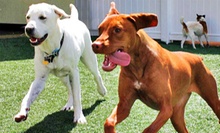 $25 for One Night of Dog Boarding at K9s Only