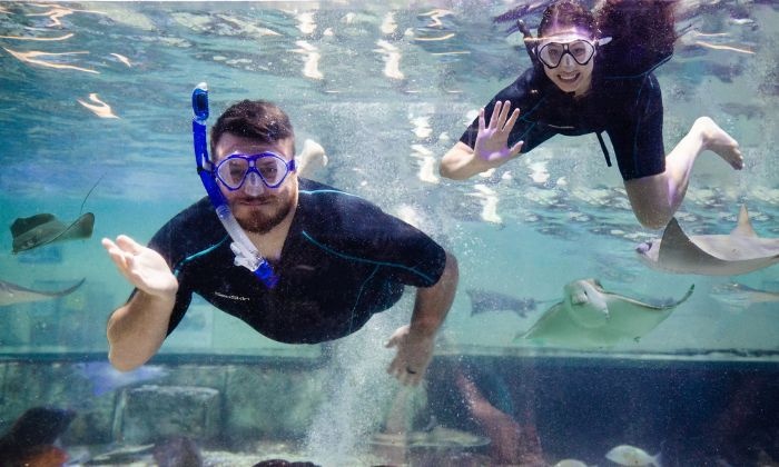 snorkeling at woodbridge aquarium and wildlife center