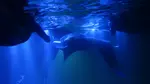 Kona Manta Ray Night Snorkel Deals - Up to 45% Off at Hawaii Island And Ocean Tours