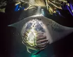 Kona Manta Ray Night Snorkel Deals - Up to 45% Off at Hawaii Island And Ocean Tours