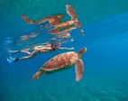 Honolulu Snorkeling Tour Deals - 3 Hour Turtle Adventure with Gear Included!