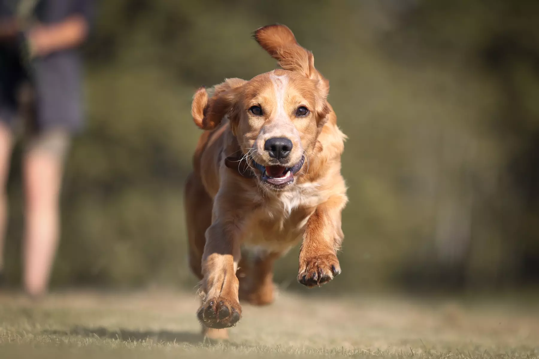Up to 80% Off on Obedience School at The Modern Dog Trainer