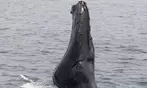 Whale Watching Adventure - Gloucester