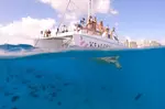 Waikiki's Turtle Snorkeling Boat Cruise in Honolulu, HI