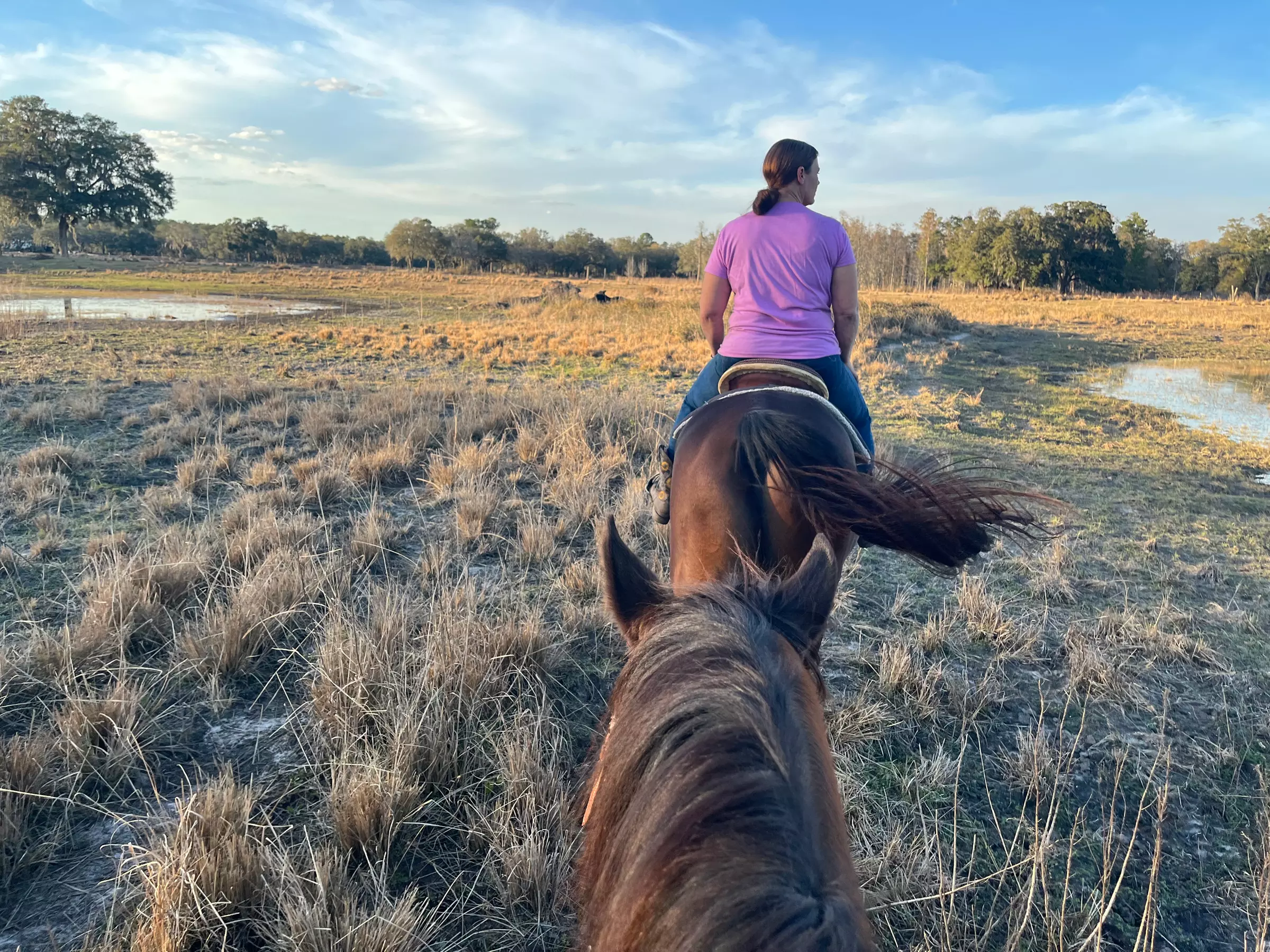 Up to 10% Off on Horse Back Riding - Adult Only at Bryant Manor Equestrian Center