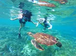 3-Hour Turtle Snorkeling Tour Deals on a 65 Foot Luxury Boat!