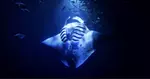 Enjoy 2 hrs Manta Tour (45 Min Water Time) at Kona Mantas, Kailua-Kona