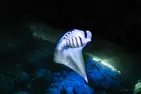 Kona Manta Ray Night Snorkel Deals - Up to 45% Off at Hawaii Island And Ocean Tours