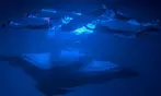 Enjoy 2 hrs Manta Tour (45 Min Water Time) at Kona Mantas, Kailua-Kona