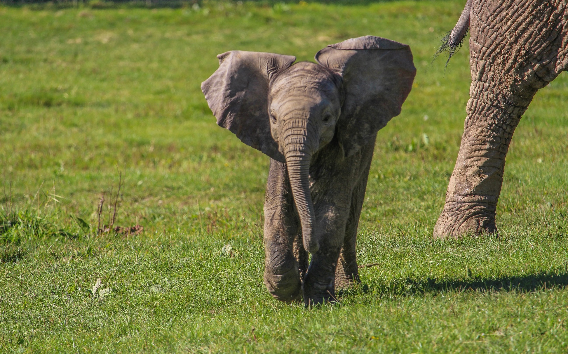 44% Off Digital Animal Adoption and Entry to Howletts Wild Animal Park