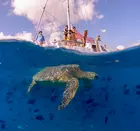 Waikiki's Turtle Snorkeling Boat Cruise in Honolulu, HI