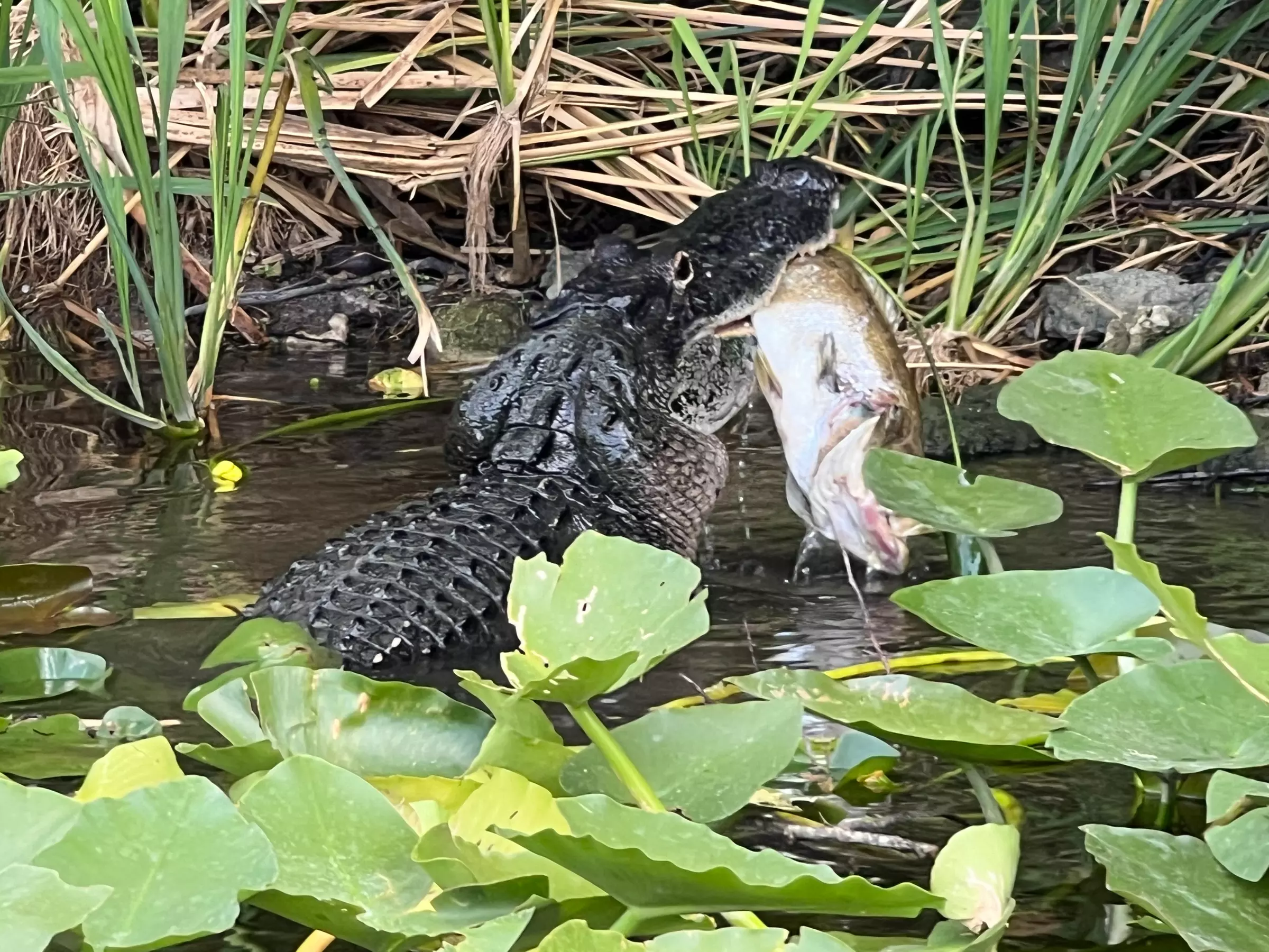 Experience Wide Angle Tours' Everglades adventure for one or two, with up to 20% off. A thrilling airboat tour awaits!