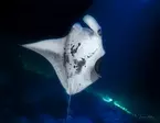 Kona Manta Ray Night Snorkel Deals - Up to 45% Off at Hawaii Island And Ocean Tours