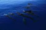Dolphin, Whale & Snorkel Adventure with Hawaii Island And Ocean Tours