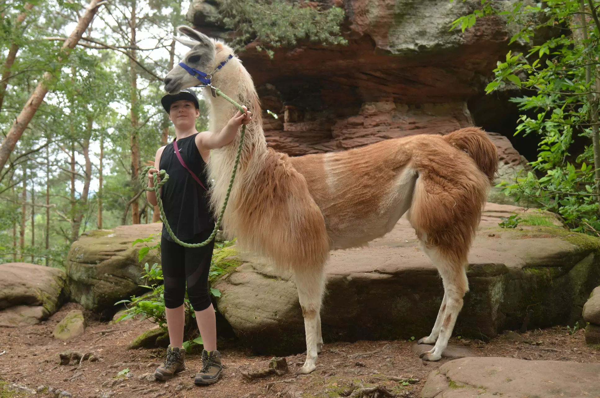 Winterliche Lamawanderung für 2 Personen im Pfälzerwald ❄️