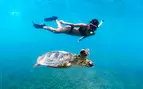 3-Hour Turtle Snorkeling Tour Deals on a 65 Foot Luxury Boat!