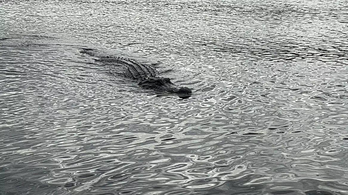 Experience Wide Angle Tours' Everglades adventure for one or two, with up to 20% off. A thrilling airboat tour awaits!