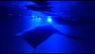 Enjoy 2 hrs Manta Tour (45 Min Water Time) at Kona Mantas, Kailua-Kona