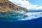 Dolphin, Whale & Snorkel Adventure with Hawaii Island And Ocean Tours