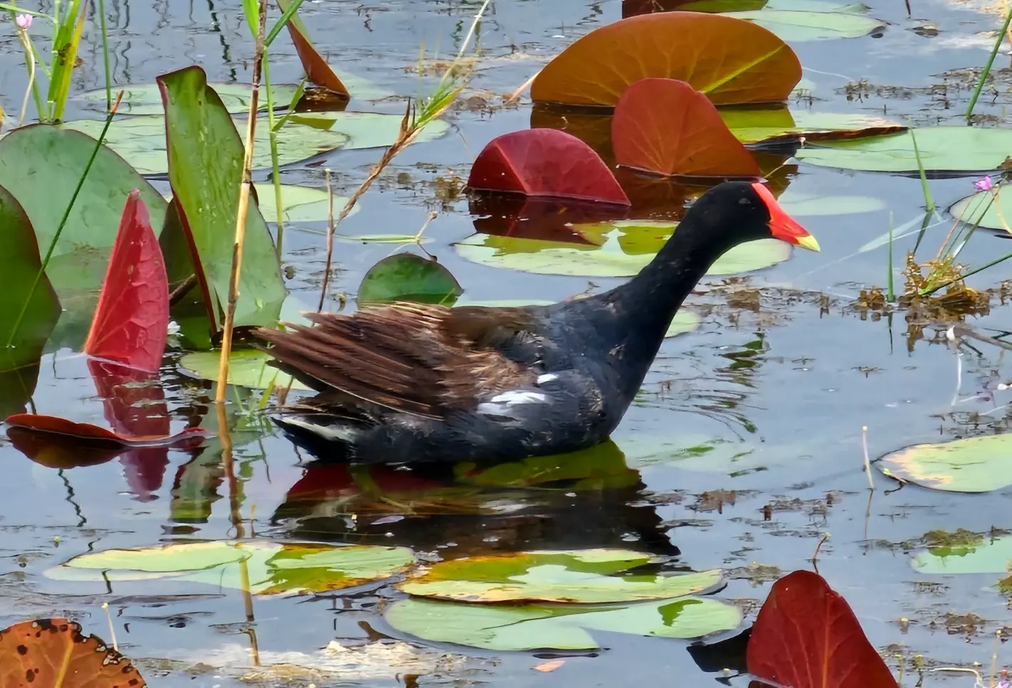 Experience Wide Angle Tours' Everglades adventure for one or two, with up to 20% off. A thrilling airboat tour awaits!
