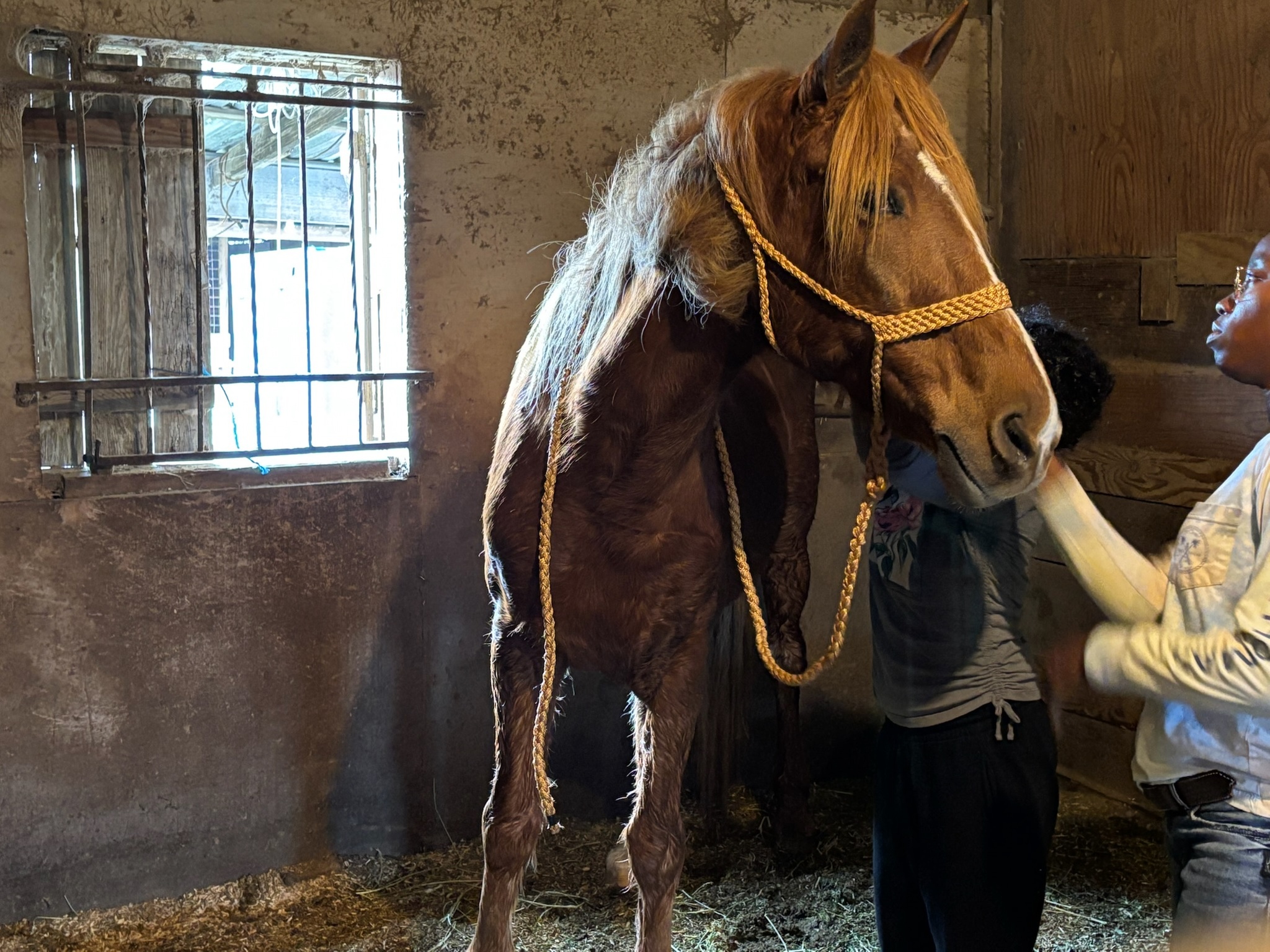 Western Equestrian Adventures & Lessons - South Houston