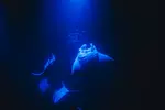 Enjoy 2 hrs Manta Tour (45 Min Water Time) at Kona Mantas, Kailua-Kona