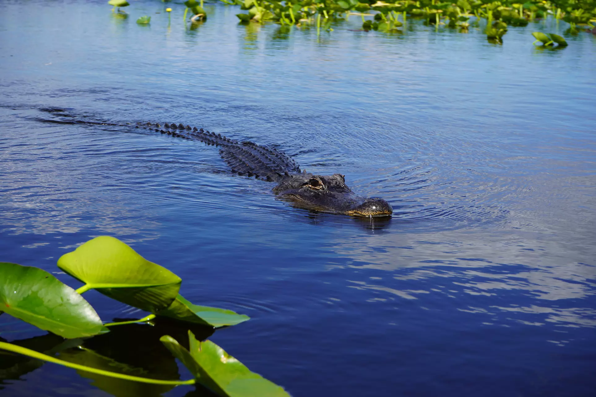Experience Wide Angle Tours' Everglades adventure for one or two, with up to 20% off. A thrilling airboat tour awaits!