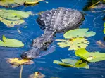 Everglades Airboat Ride & Alligator Show with Miami Transportation